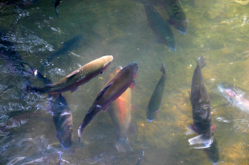 Pisciculture De Monchel : peche a la truite pas de calais