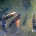 Pisciculture De Monchel : peche a la truite pas de calais