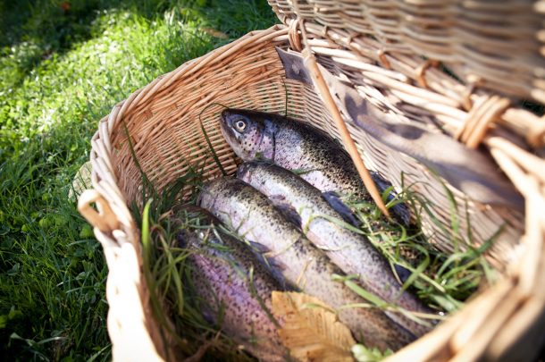 Pisciculture De Monchel : Conseils et recette truite