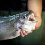 Pisciculture De Monchel : etang de peche truite nord pas de calais