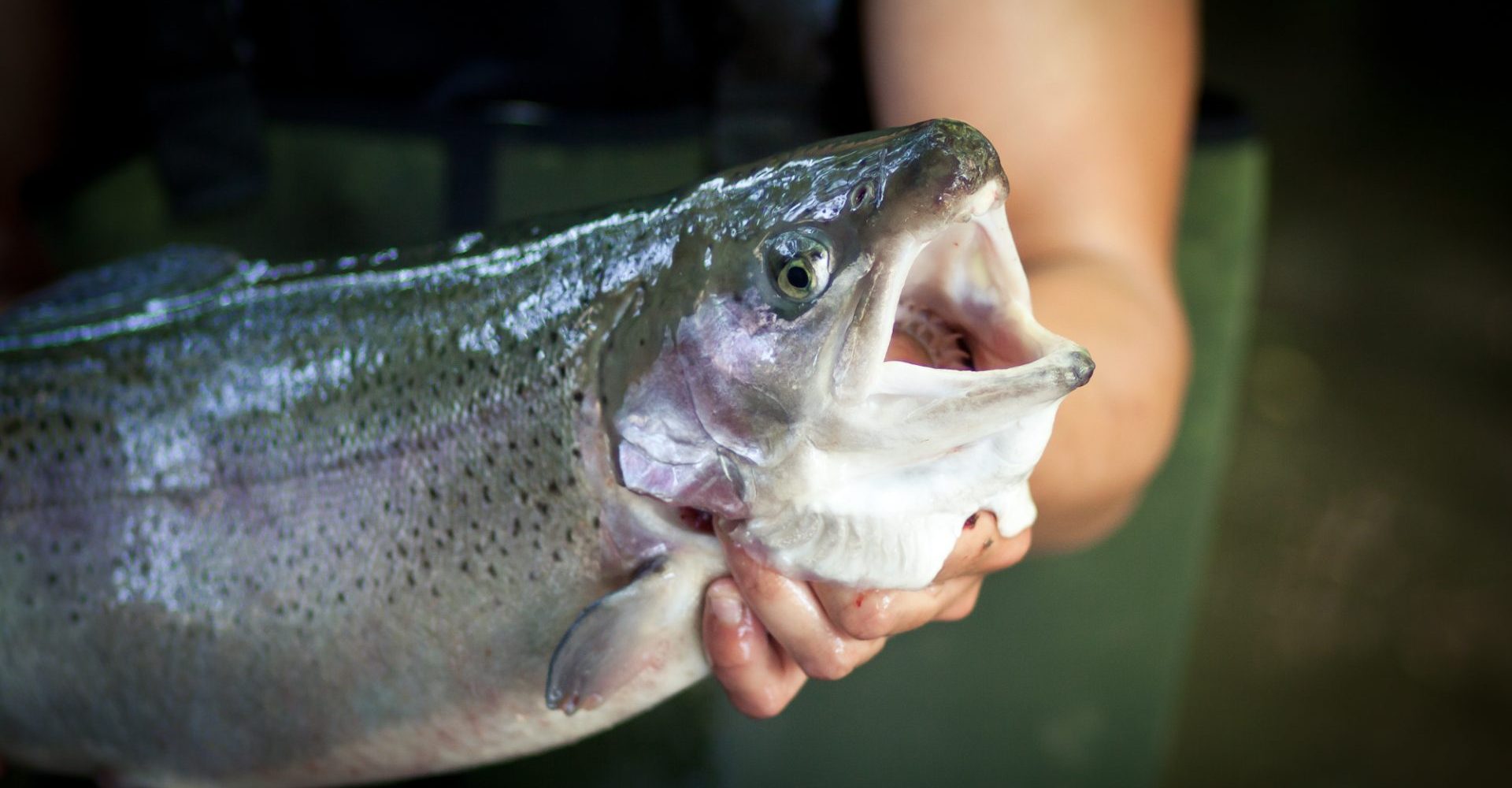 Pisciculture De Monchel : etang de peche truite nord pas de calais