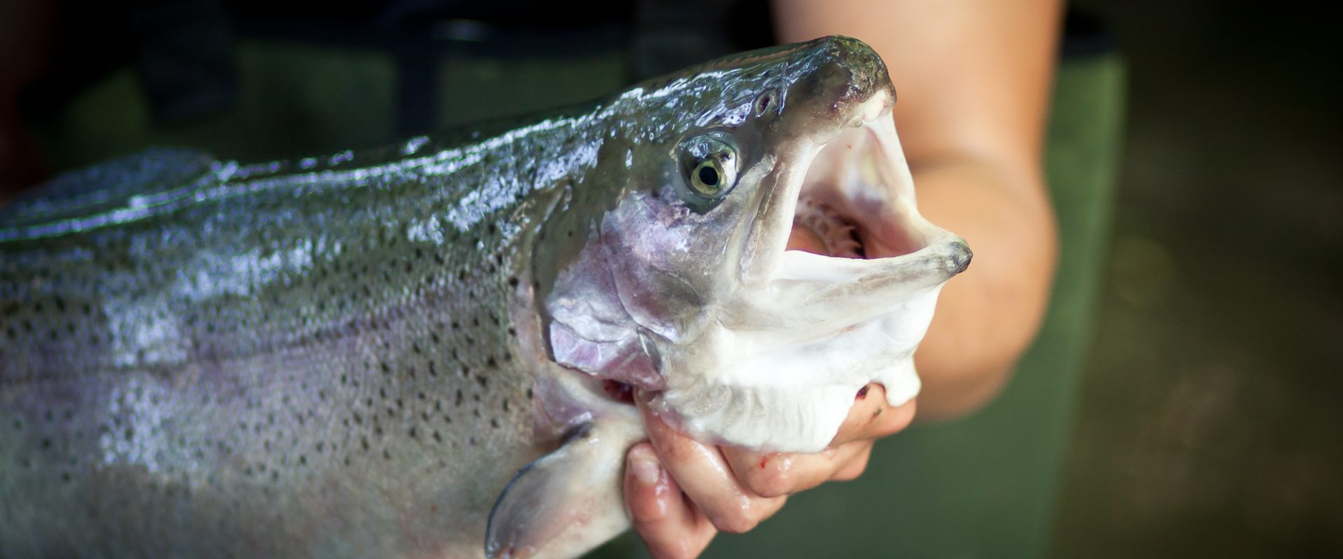 Pisciculture De Monchel : etang de peche truite nord pas de calais