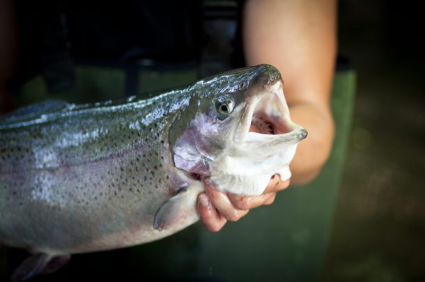 Pisciculture De Monchel : peche a la truite en etang dans le nord pas de calais