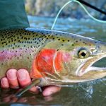 Truite pechée en etang de peche nord à la pisciculture monchel