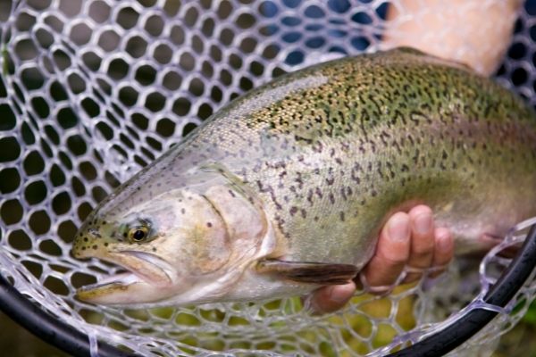 Pisciculture De Monchel : pêcher la truite en étang