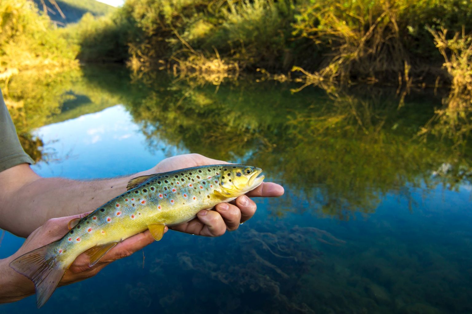 Les espèces de truites et différences La Pisciculture de Monchel (62) — free download