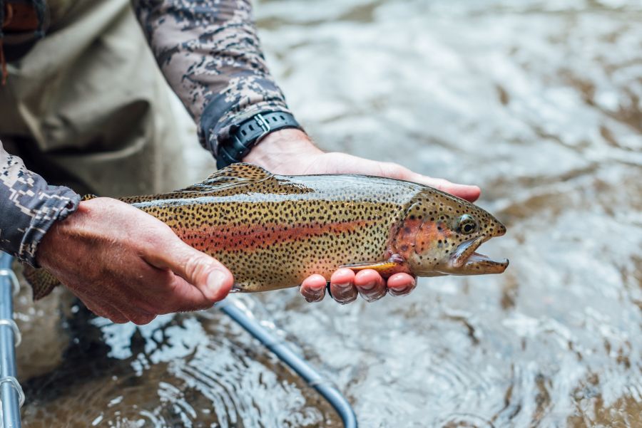 Pisciculture De Monchel : Rainbow Trout