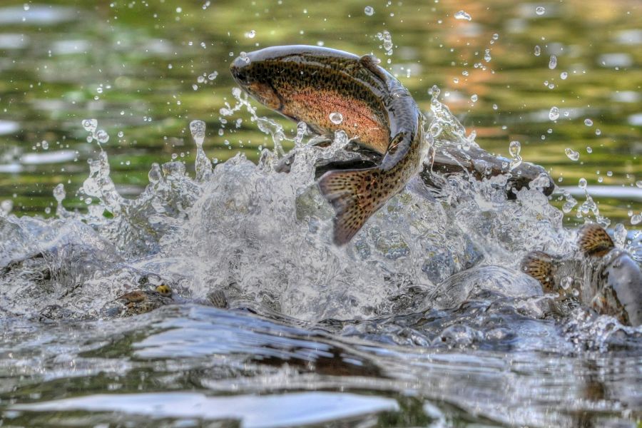Pisciculture De Monchel : Jumping Rainbow Trout In Grayling Mi