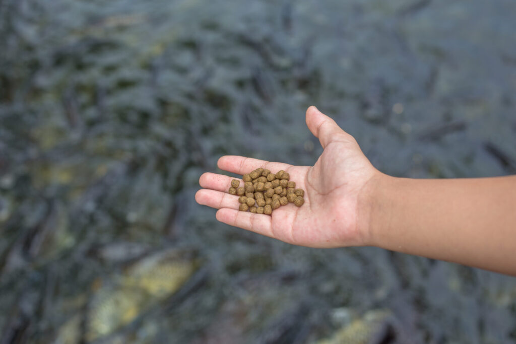 amorçage truite : pellet